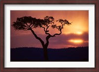 Framed Acacia Tree as Storm Clears, Masai Mara Game Reserve, Kenya
