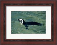 Framed African Penguin swimming, Cape Peninsula, South Africa
