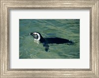 Framed African Penguin swimming, Cape Peninsula, South Africa