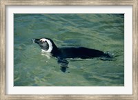 Framed African Penguin swimming, Cape Peninsula, South Africa
