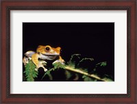 Framed Frog in the Analamazaotra National Park, Madagascar