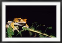 Framed Frog in the Analamazaotra National Park, Madagascar