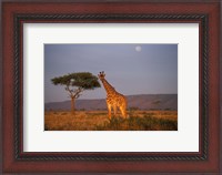 Framed Giraffe Feeding on Savanna, Masai Mara Game Reserve, Kenya