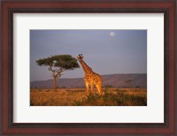 Framed Giraffe Feeding on Savanna, Masai Mara Game Reserve, Kenya