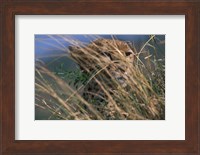 Framed Cheetah Resting on Savanna, Masai Mara Game Reserve, Kenya