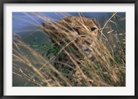 Framed Cheetah Resting on Savanna, Masai Mara Game Reserve, Kenya