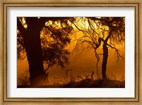 Framed Dust Hanging in Air, Auob River Bed, Kgalagadi Transfrontier Park, South Africa