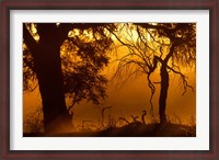 Framed Dust Hanging in Air, Auob River Bed, Kgalagadi Transfrontier Park, South Africa