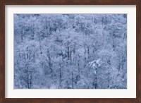 Framed Forest Covered with Snow, Mt Huangshan (Yellow Mountain), China