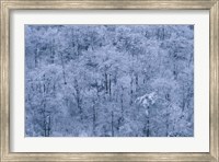 Framed Forest Covered with Snow, Mt Huangshan (Yellow Mountain), China