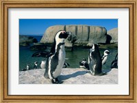 Framed African Penguins, South Africa