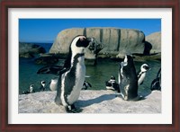 Framed African Penguins, South Africa