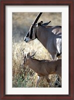 Framed Beisa Oryx and Calf, Kenya
