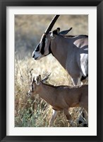 Framed Beisa Oryx and Calf, Kenya