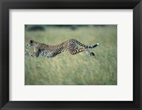 Framed Cheetah Running After Prey, Masai Mara Game Reserve, Kenya