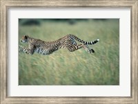 Framed Cheetah Running After Prey, Masai Mara Game Reserve, Kenya