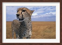 Framed Cheetah, Kenya