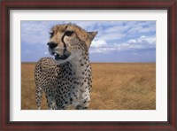 Framed Cheetah, Kenya