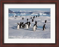 Framed Adelie Penguins, Devil Island, Antartica