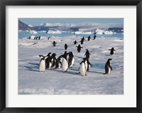 Framed Adelie Penguins, Devil Island, Antartica