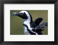 Framed African Penguin at Boulders Beach, Table Mountain National Park, South Africa