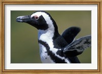 Framed African Penguin at Boulders Beach, Table Mountain National Park, South Africa