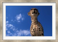 Framed Cheetah Watching Surrounding Savanna, Masai Mara Game Reserve, Kenya