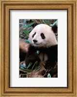 Framed China, Chengdu, Panda Sanctuary, Panda bear