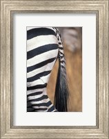 Framed Close-Up of Plains Zebra, Masai Mara Game Reserve, Kenya