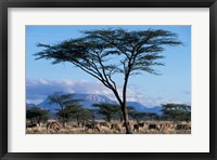 Framed Herd of Gemsbok Feeding, Buffalo Springs Game Reserve, Kenya