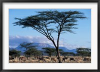 Framed Herd of Gemsbok Feeding, Buffalo Springs Game Reserve, Kenya