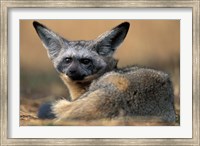 Framed Bat Eared Fox Rests on Savanna, Masai Mara Game Reserve, Kenya