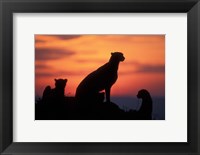 Framed Cheetah Silhouetted By Sunset, Masai Mara Game Reserve, Kenya