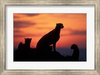 Framed Cheetah Silhouetted By Sunset, Masai Mara Game Reserve, Kenya