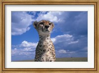 Framed Cheetah Surveying Savanna, Masai Mara Game Reserve, Kenya