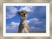 Framed Cheetah Surveying Savanna, Masai Mara Game Reserve, Kenya