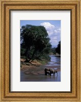 Framed Elephant Herd Along Uaso Nyiro River, Samburu National Reserve, Kenya