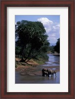 Framed Elephant Herd Along Uaso Nyiro River, Samburu National Reserve, Kenya