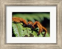 Framed Close-up of Tarantula on Fern, Madagascar