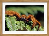 Framed Close-up of Tarantula on Fern, Madagascar