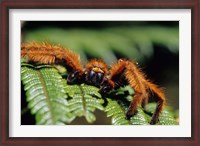 Framed Close-up of Tarantula on Fern, Madagascar