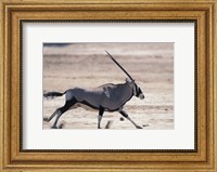 Framed Gemsbok Runs Along Dry Salt Pan, Etosha National Park, Namibia