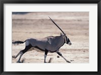 Framed Gemsbok Runs Along Dry Salt Pan, Etosha National Park, Namibia