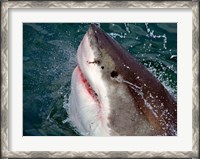 Framed Great White Shark breaks the surface of the water in Capetown, False Bay, South Africa