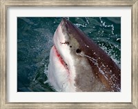 Framed Great White Shark breaks the surface of the water in Capetown, False Bay, South Africa