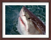 Framed Great White Shark breaks the surface of the water in Capetown, False Bay, South Africa