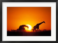 Framed Giraffe Walks Past Setting Sun, Chobe River, Chobe National Park, Botswana