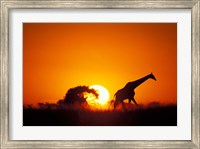 Framed Giraffe Walks Past Setting Sun, Chobe River, Chobe National Park, Botswana