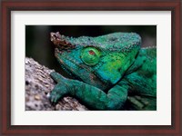 Framed Chameleons in the Analamazaotra National Park, Madagascar