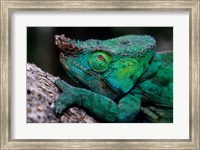 Framed Chameleons in the Analamazaotra National Park, Madagascar